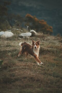 Agility